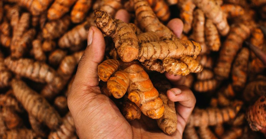 turmeric rhizomes